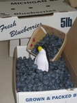 Pierre with Fresh Picked Blueberries