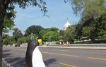 Pierre in Washington, D.C. by David Golland